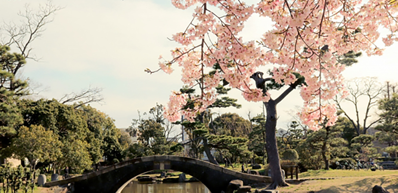 住吉公園　さくら