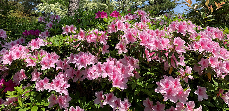 第47回大倉公園つつじまつり