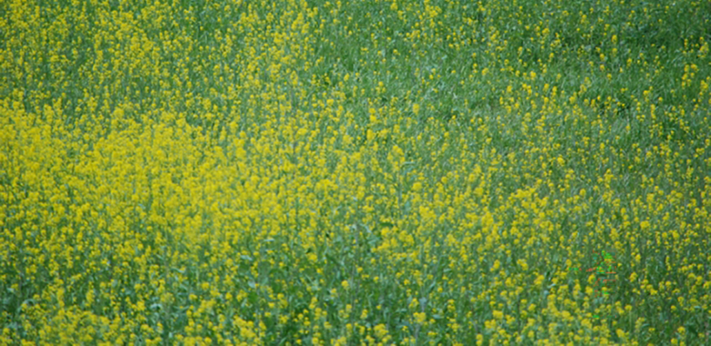 司馬遼太郎　菜の花忌