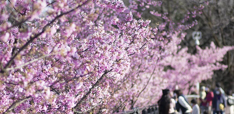 二ツ池公園　河津桜