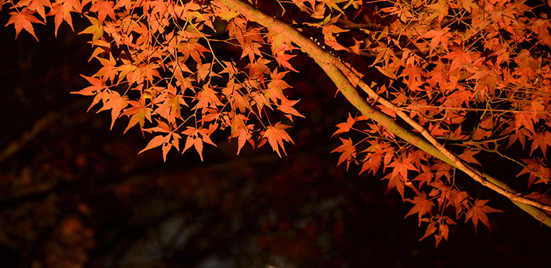 亀岡　紅葉ライトアップ