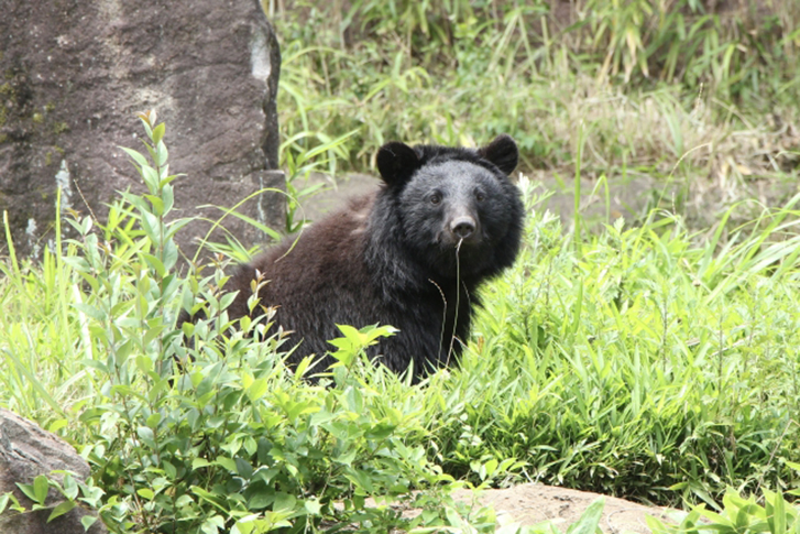 クマにご注意を！